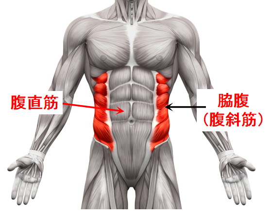 腹直筋と腹斜筋の位置